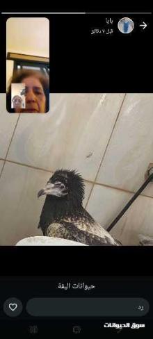 طائر جارح من النسور